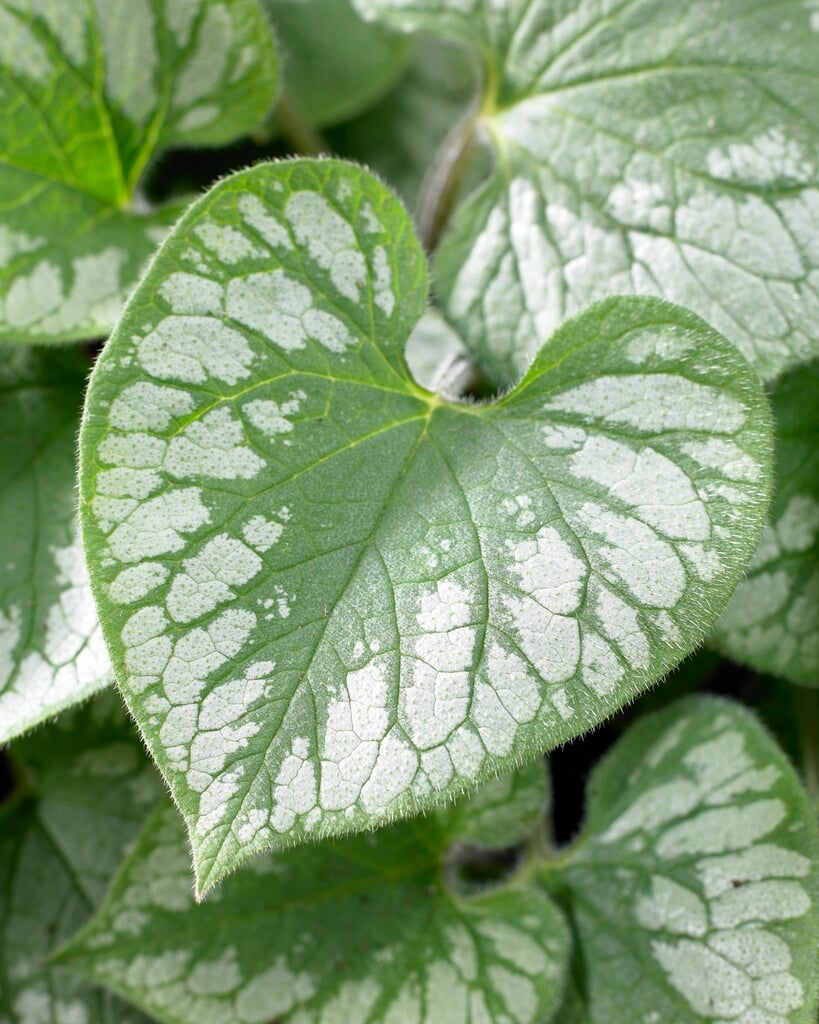 Siberian bugloss 'Emerald Mist'