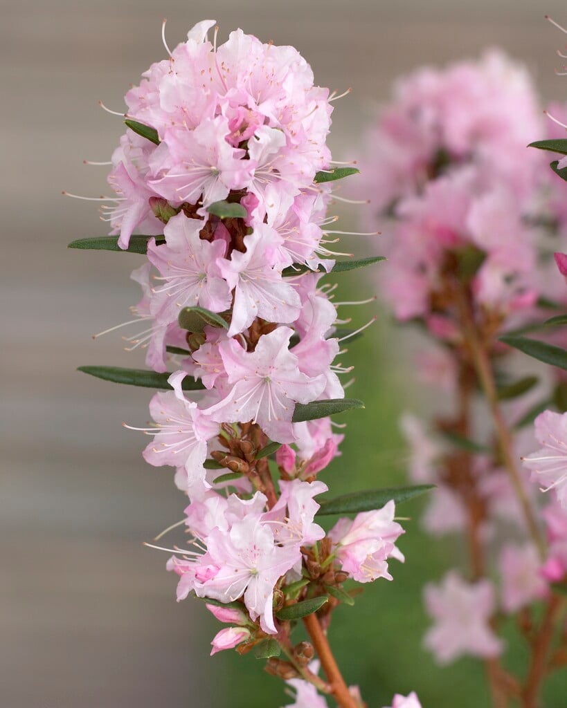 Rhododendron 'Anna Baldsiefen'|rhododendron 'Anna Baldsiefen'/RHS Gardening
