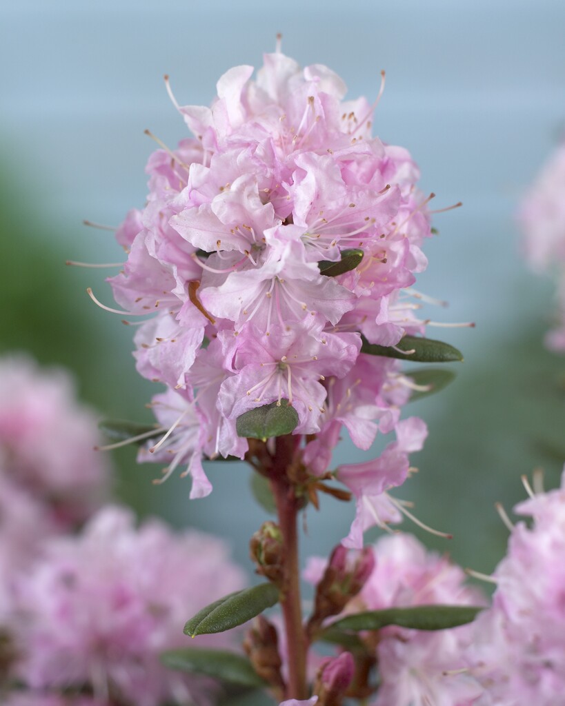 rhododendron 'Anna Baldsiefen'