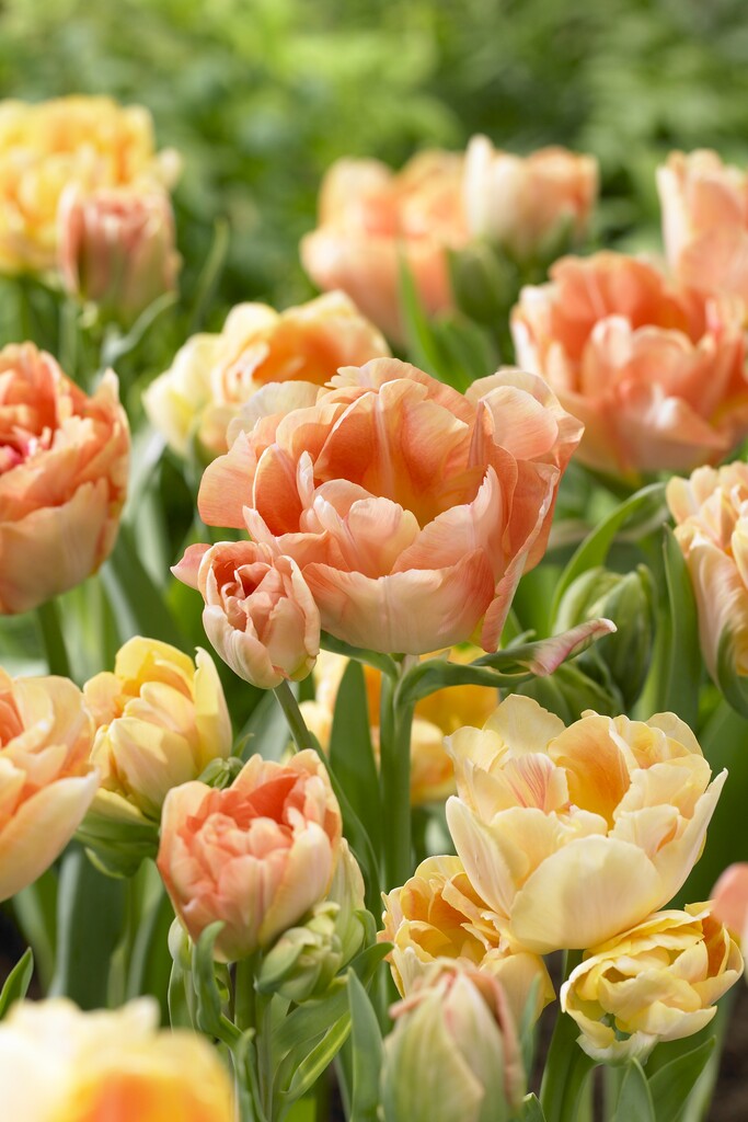 tulip 'Charming Beauty'