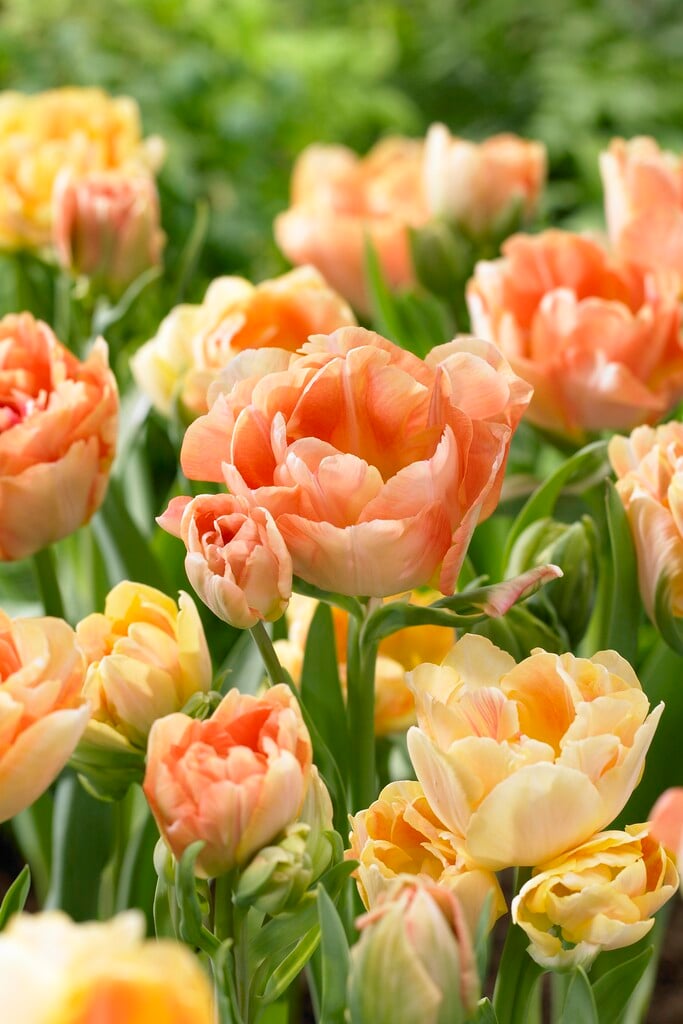 tulip 'Charming Beauty'
