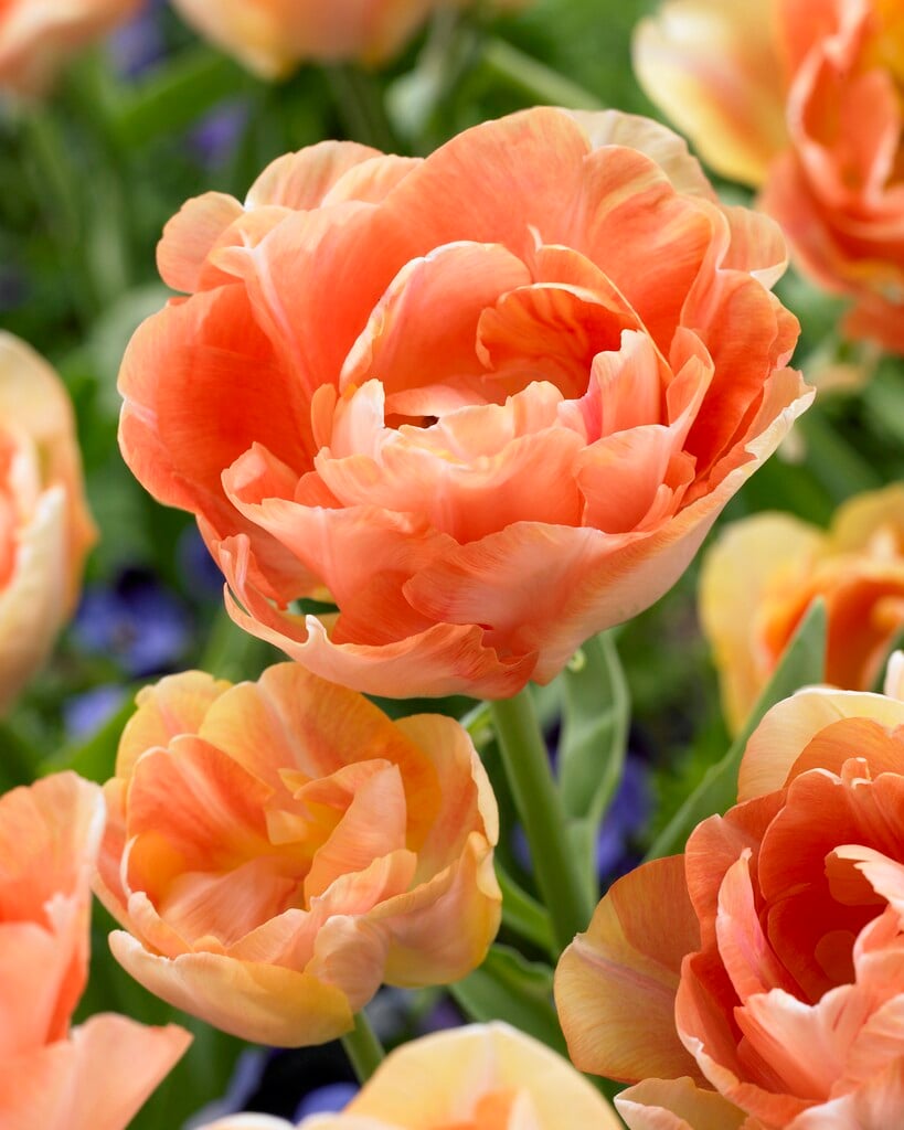 tulip 'Orange Angélique'