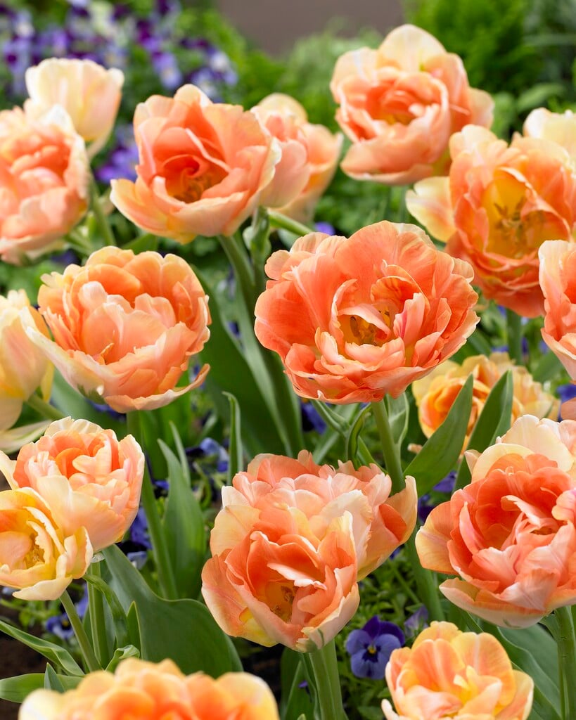 tulip 'Orange Angélique'