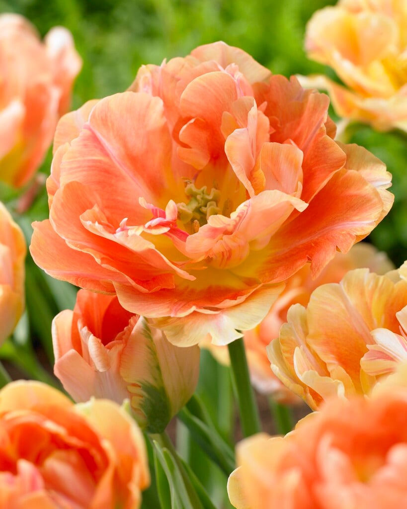 tulip 'Charming Beauty'