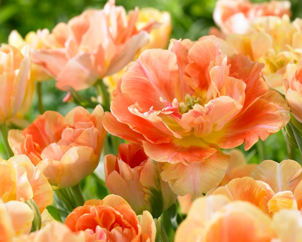 tulip 'Charming Beauty'