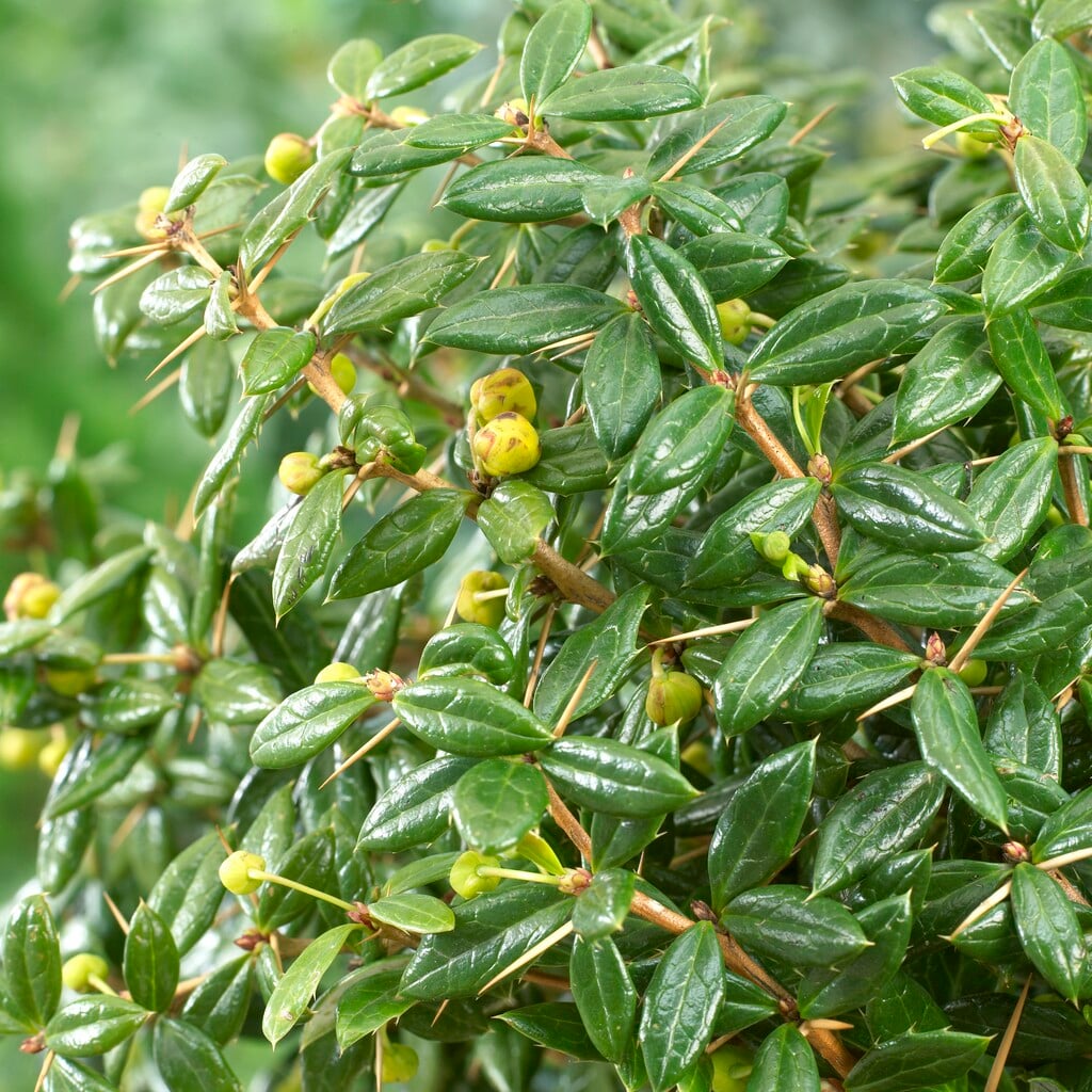 barberry 'Telstar'