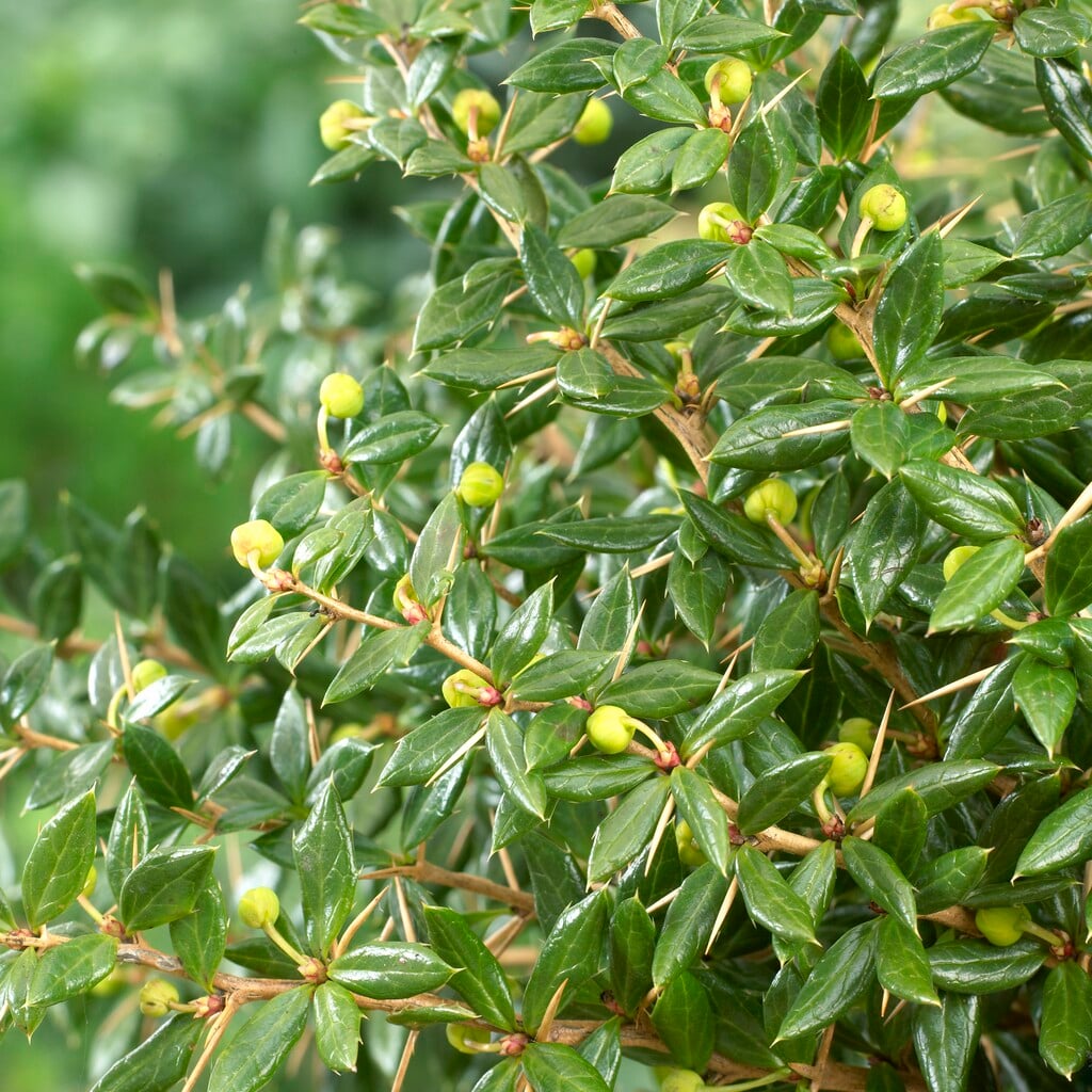 barberry 'Amstelveen'