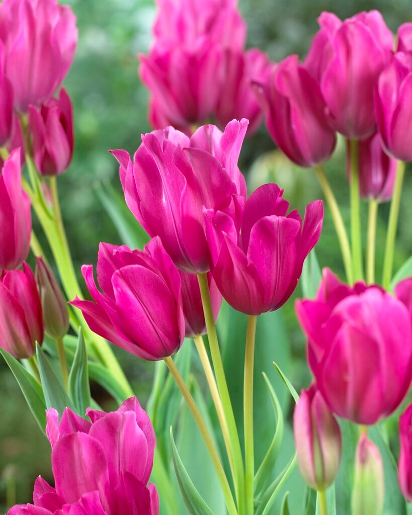tulip 'Night Club'