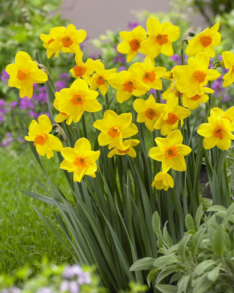 daffodil 'Kinglet'