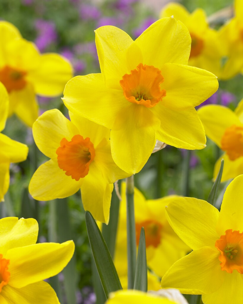 daffodil 'Kinglet'
