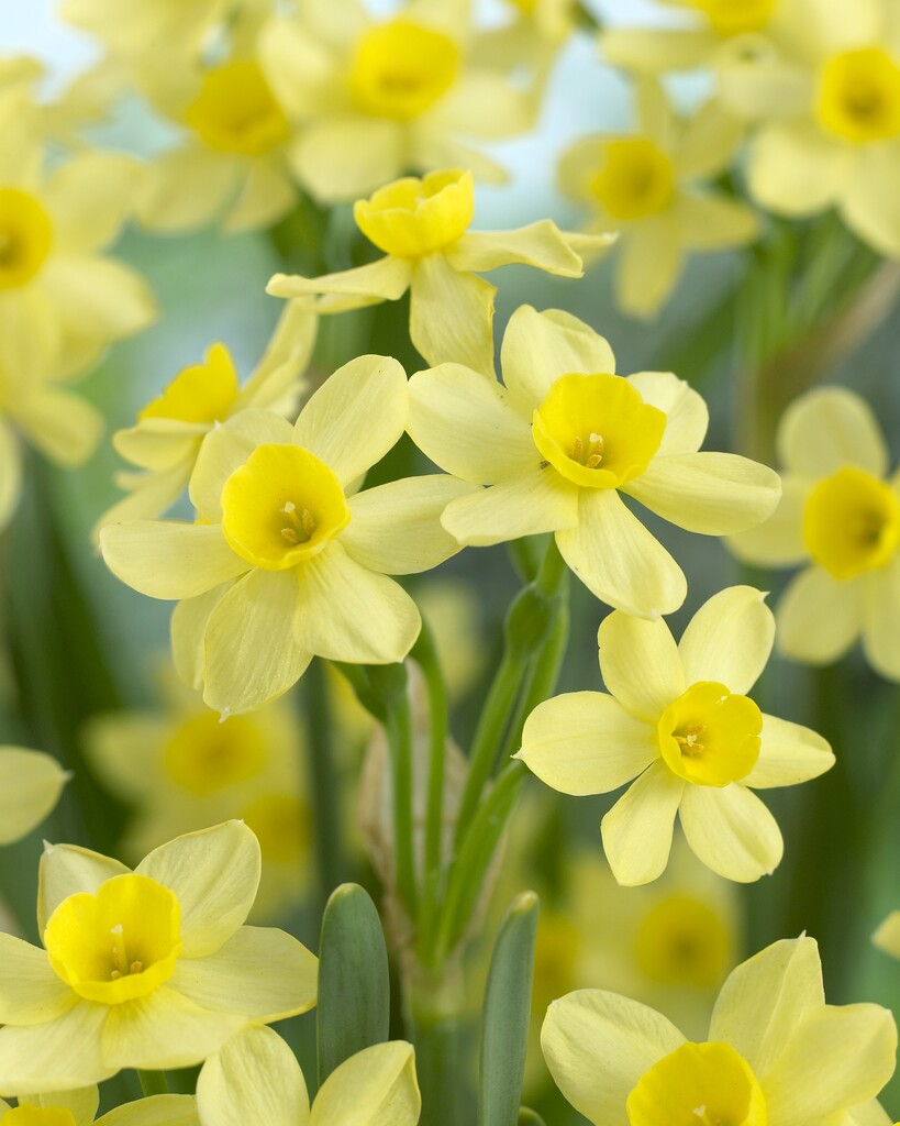 daffodil 'Pacific Coast'