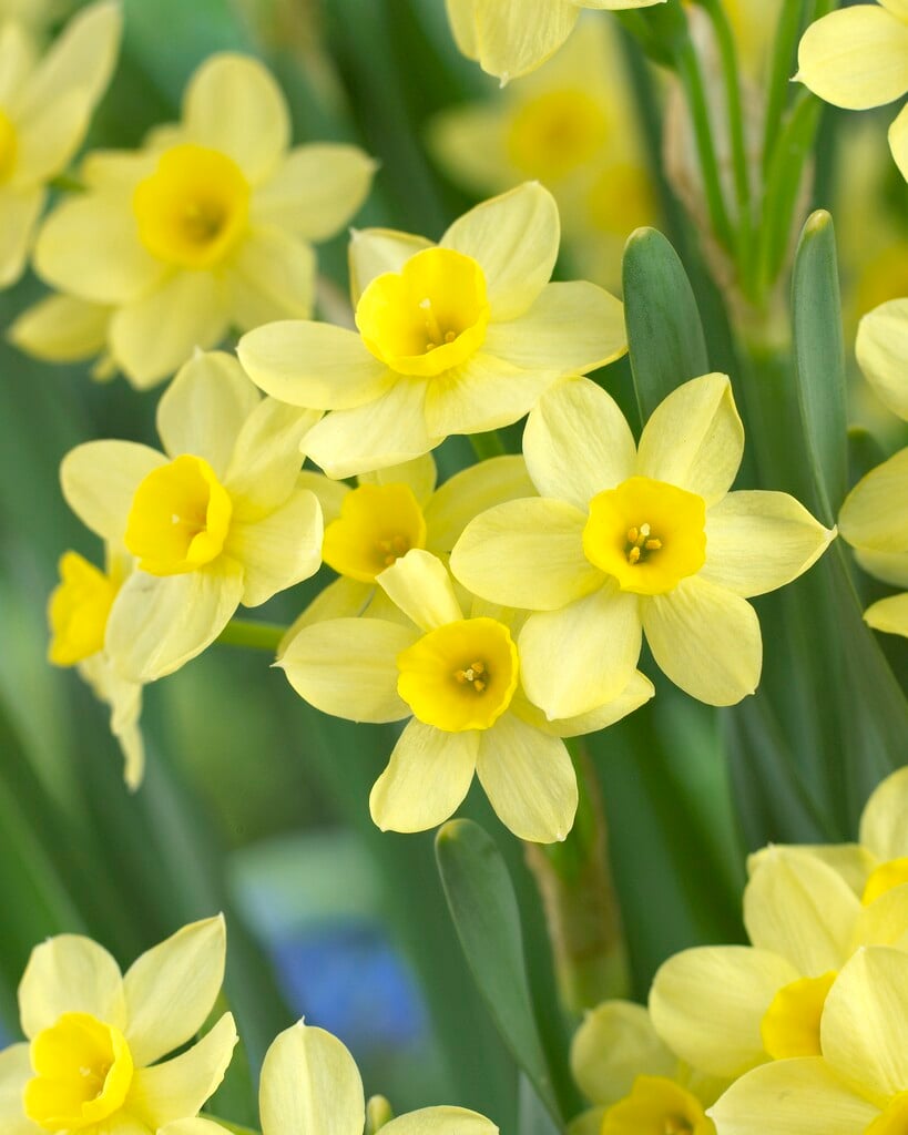 daffodil 'Pacific Coast'