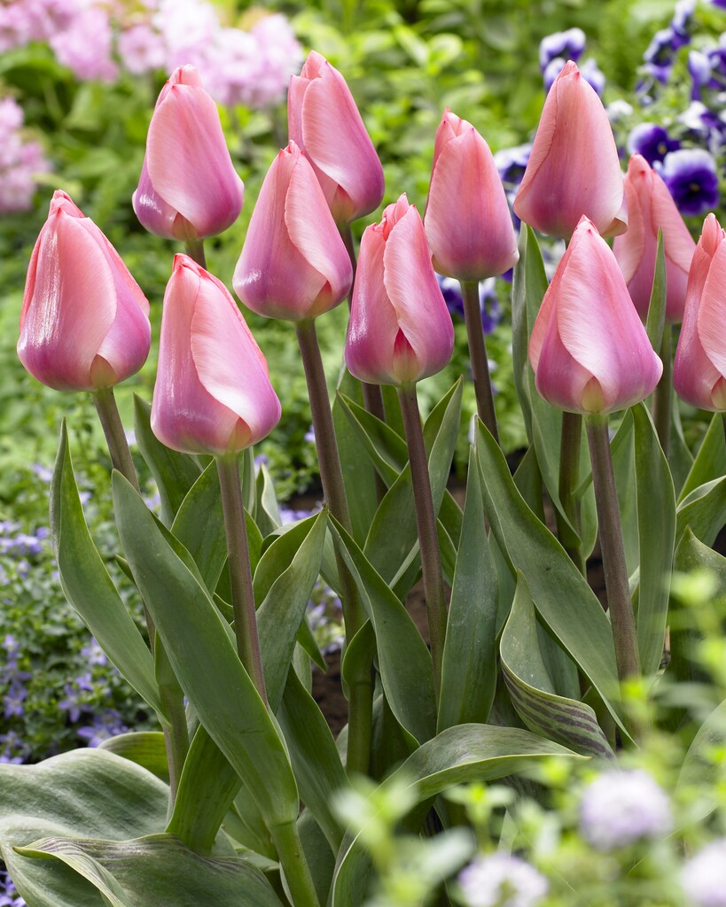 tulip 'Tottori'