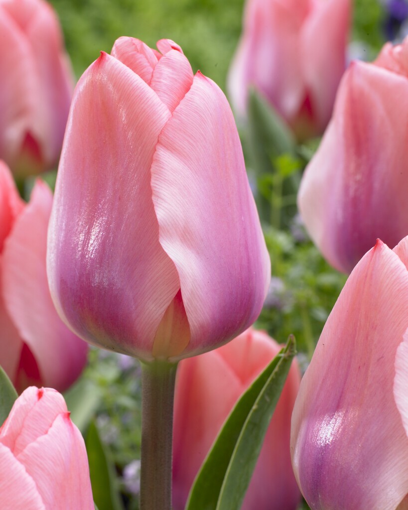 tulip 'Tottori'