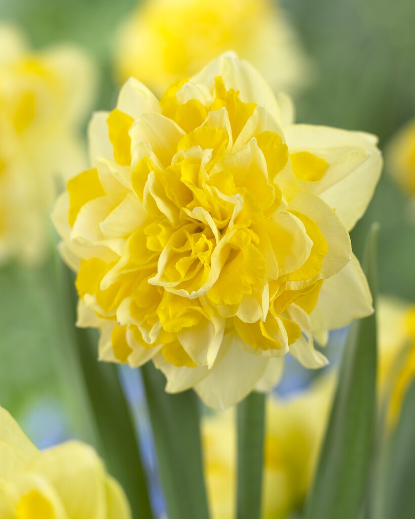 daffodil 'Sweet Pomponette'