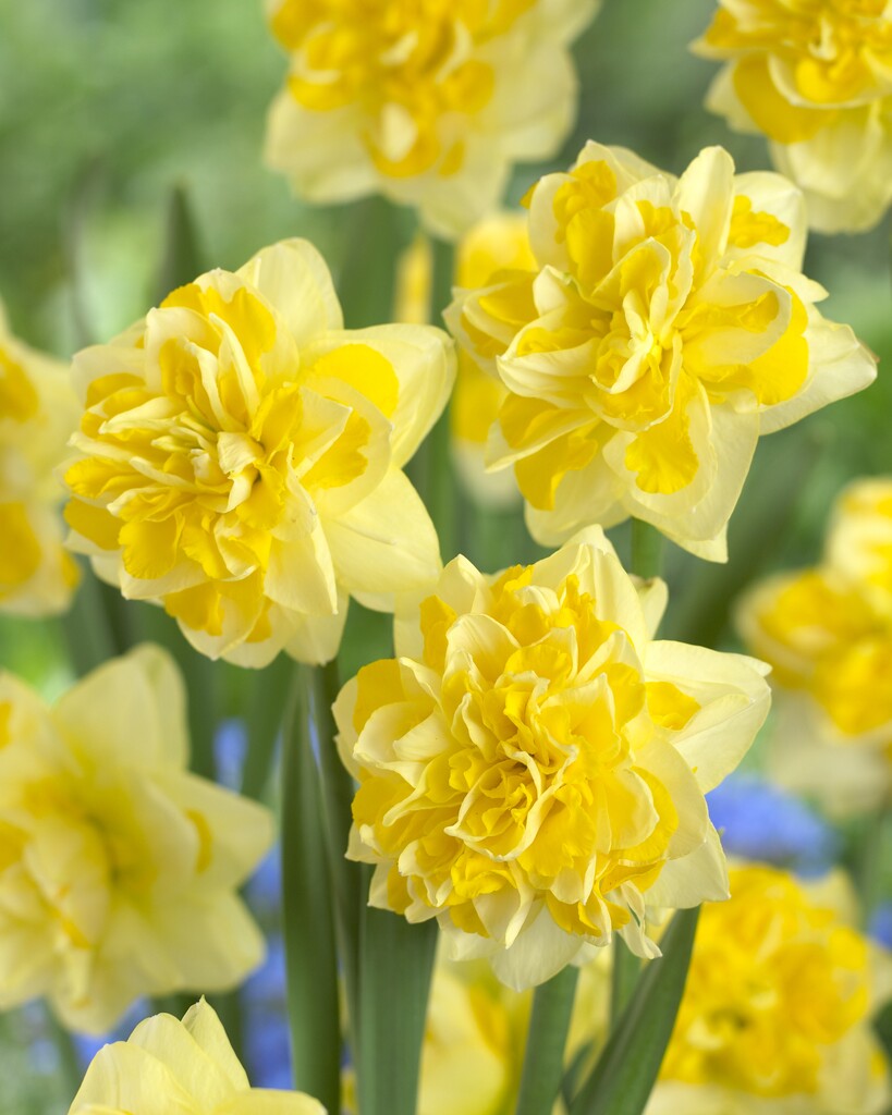 daffodil 'Sweet Pomponette'