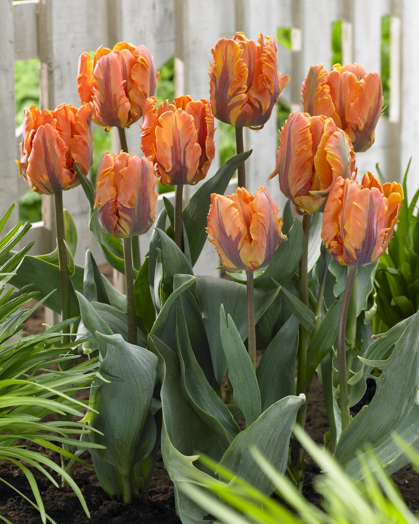tulip 'Irene Parrot'
