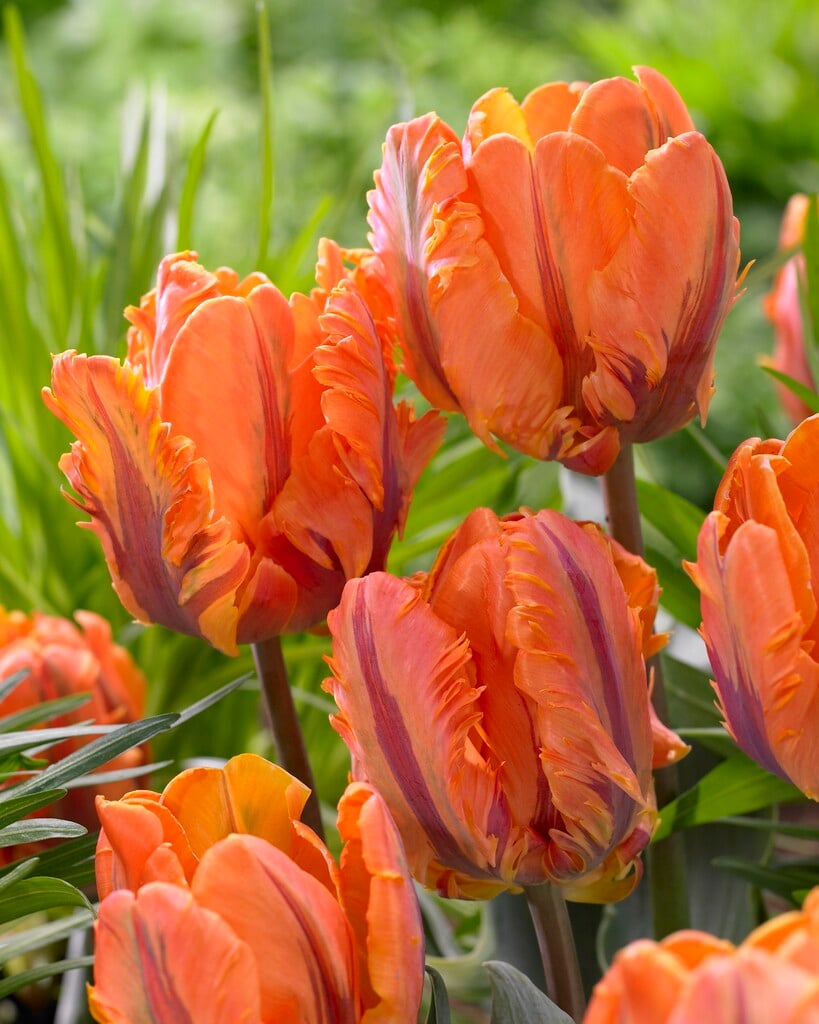 Tulipa &Irene Parrot& (10) | tulip &Irene Parrot& Bulbs/RHS Gardening