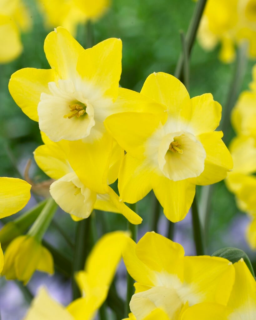 daffodil 'Regeneration'