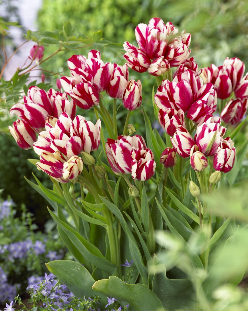 tulip 'Flaming Club'