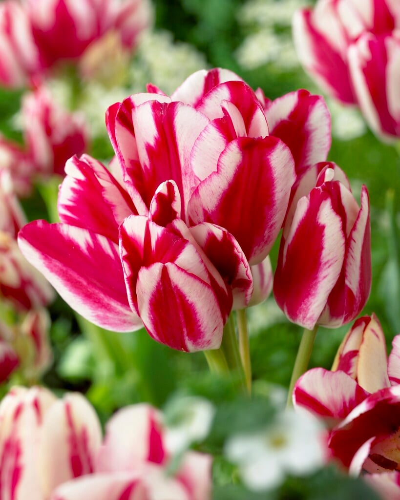 tulip 'Flaming Club'