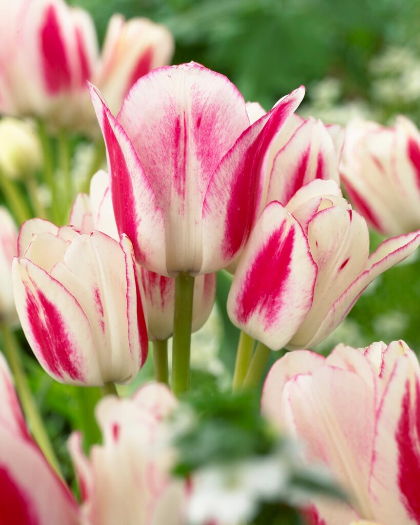 tulip 'Candy Club'