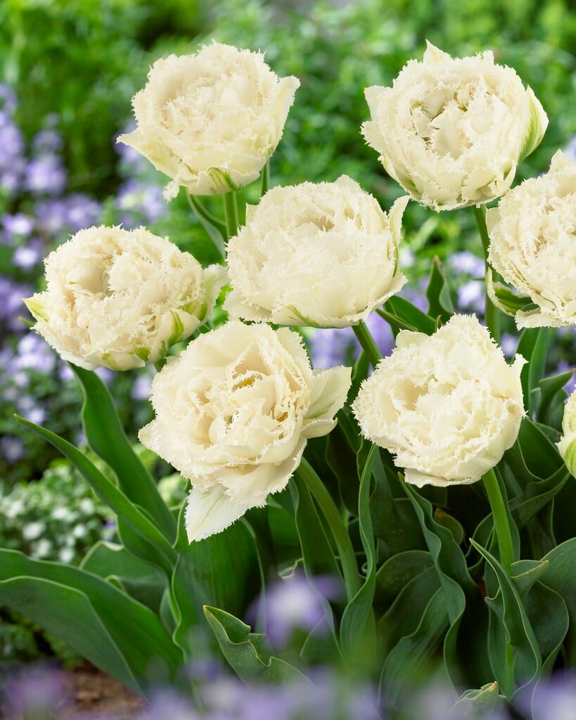 tulip 'Snow Crystal'