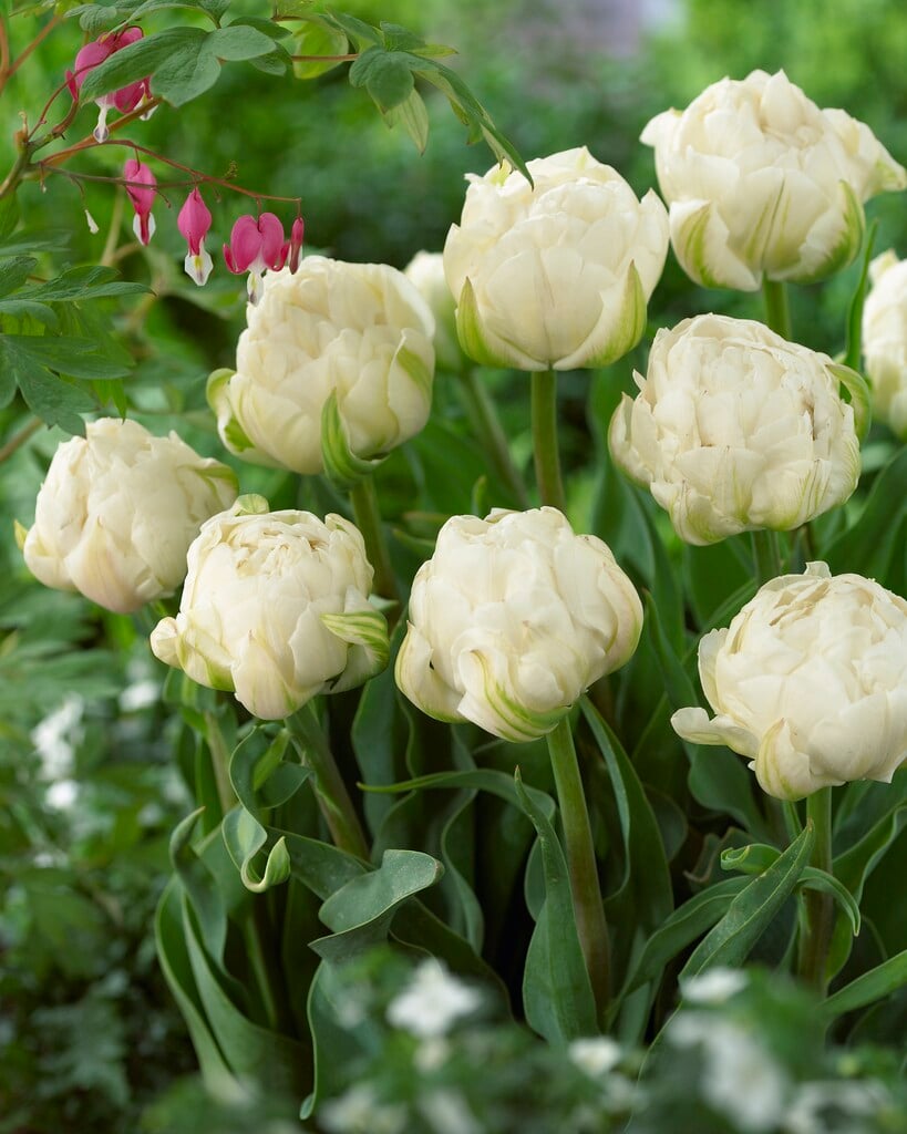 tulip 'Ice Age'
