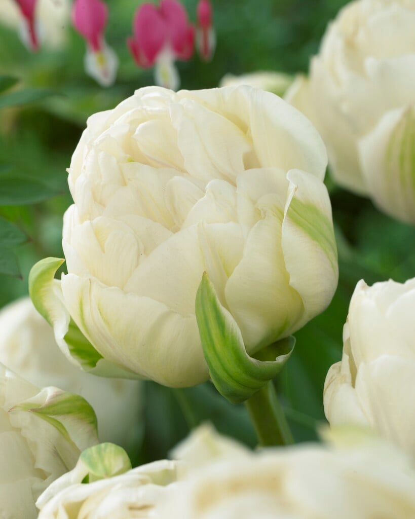 tulip 'Ice Age'