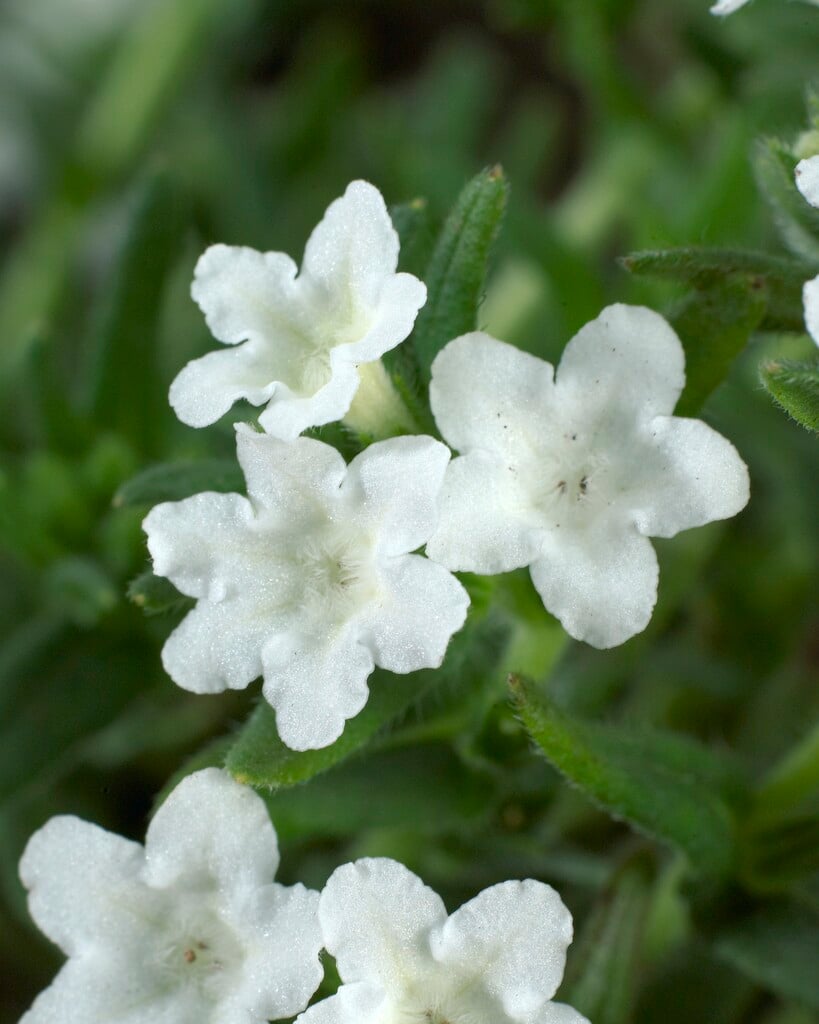 purple gromwell 'Alba'