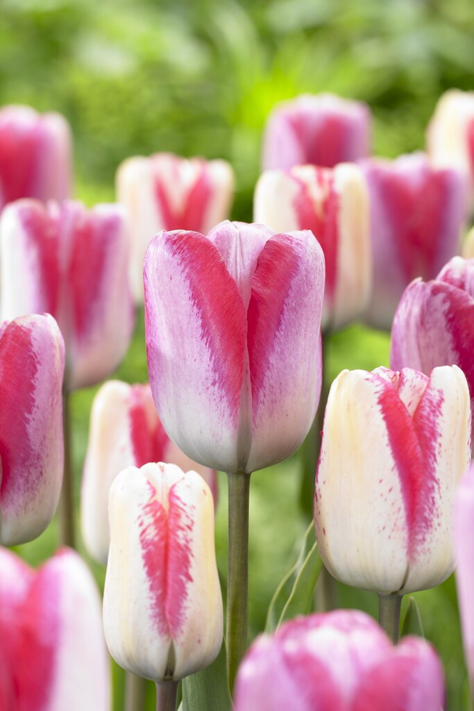 tulip 'Playgirl'
