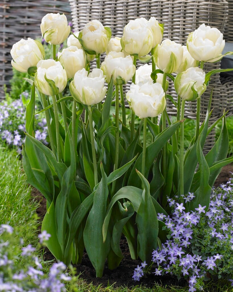 tulip 'Maureen Double'