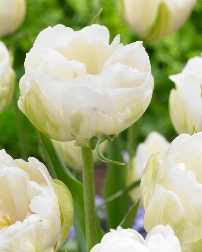 tulip 'Maureen Double'