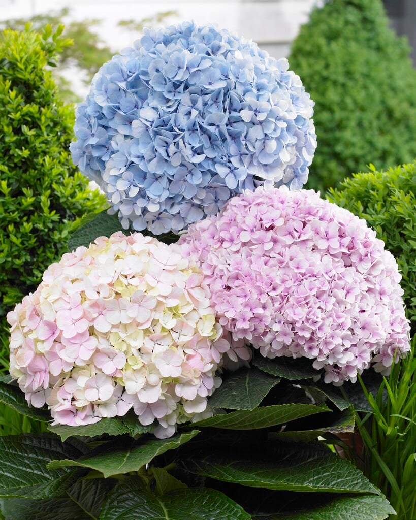hydrangea [Avantgarde]