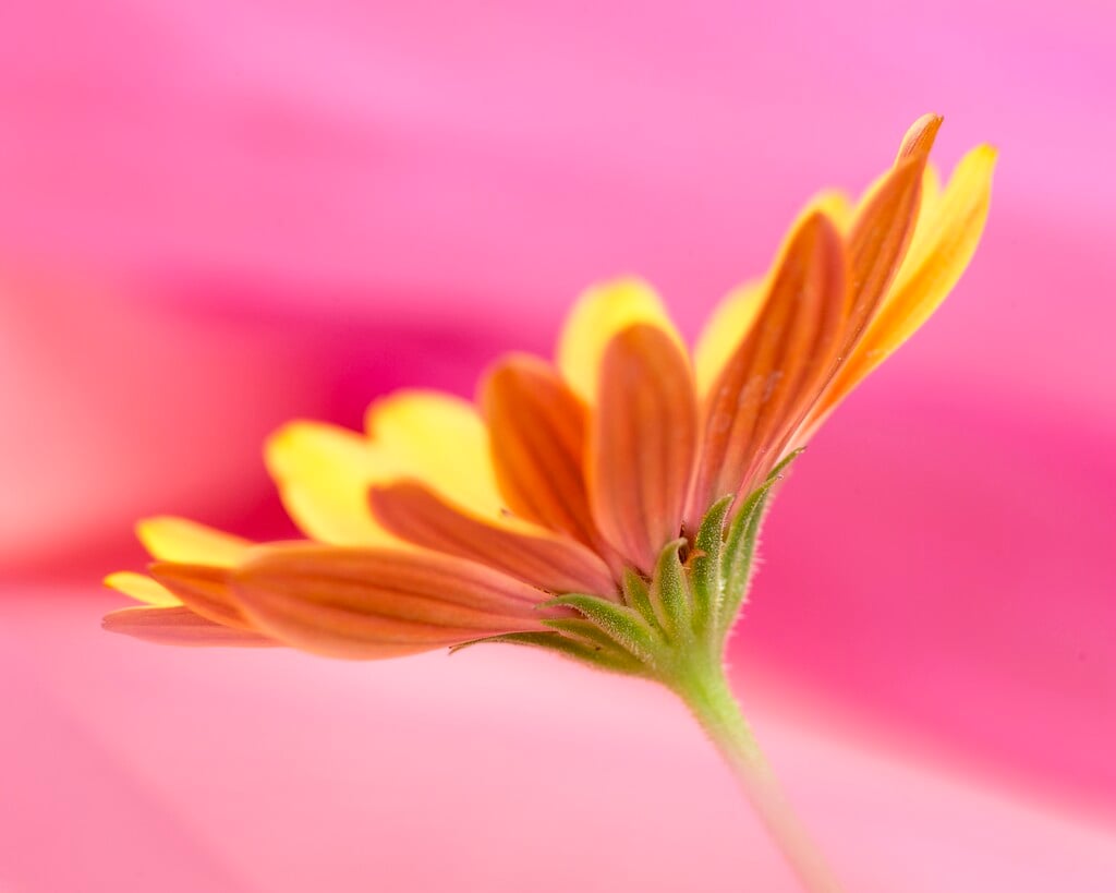 African daisy [Orange Symphony]