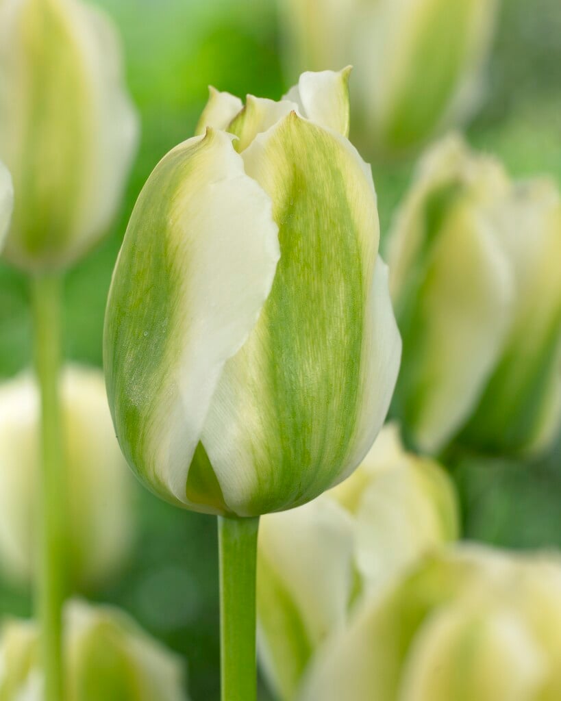 tulip 'Twilight Princess'
