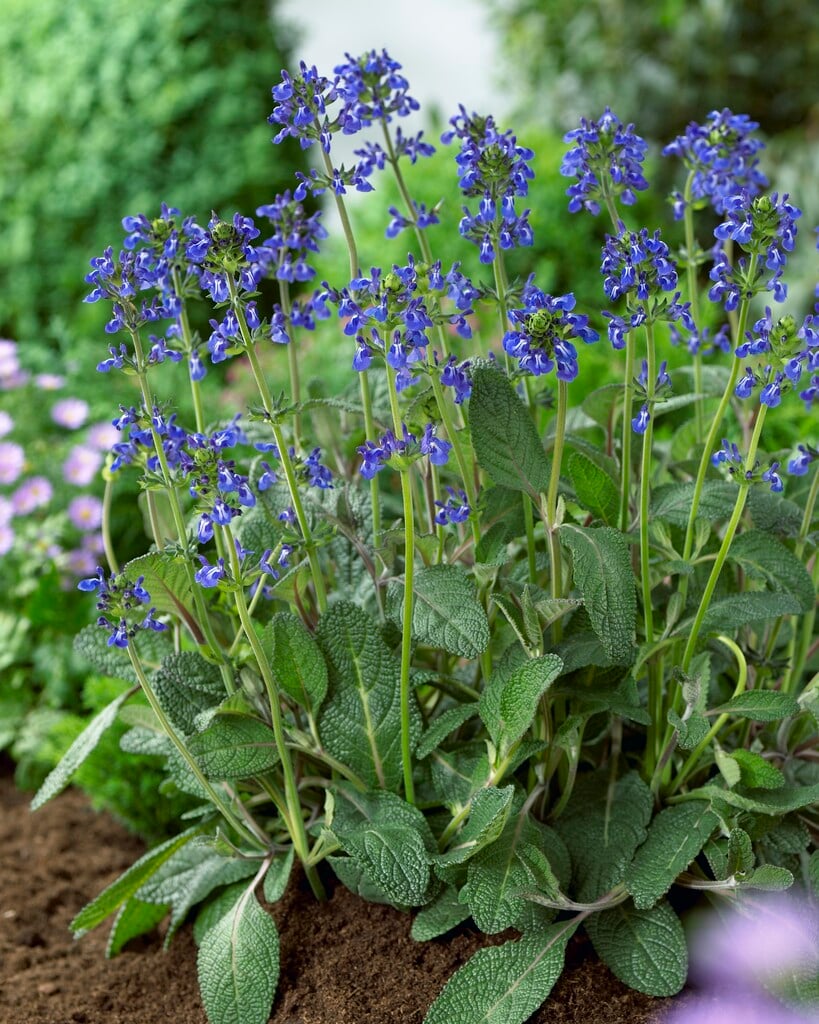 <i>Salvia</i> <i>nana</i> 'Curling Waves'
