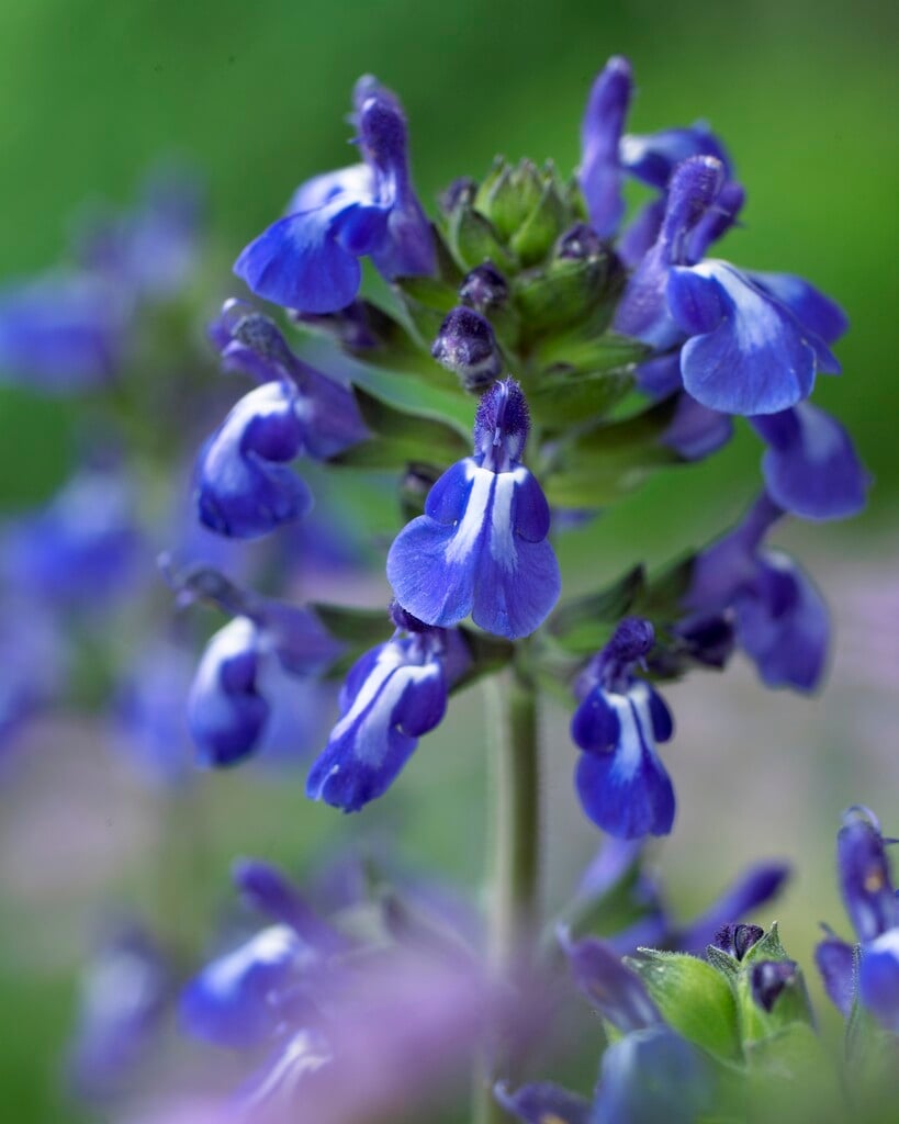 <i>Salvia</i> <i>nana</i> 'Curling Waves'