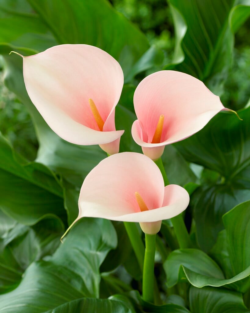 arum lily 'Flamingo'