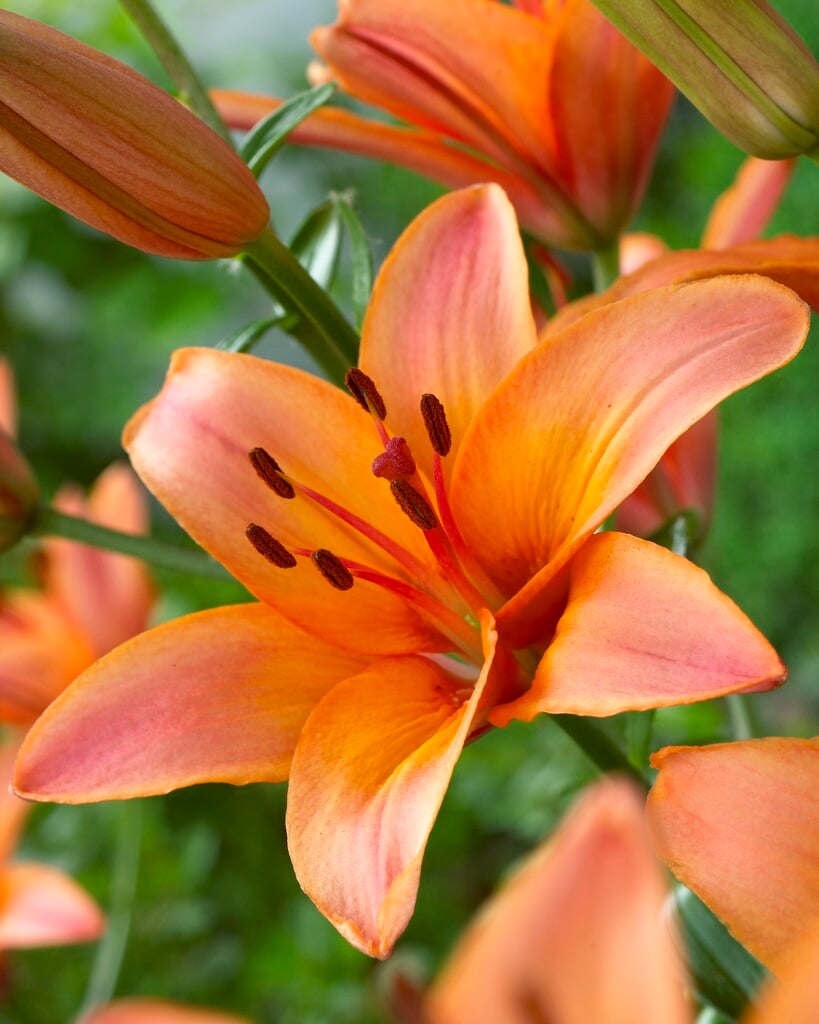 lily 'Forever Marjolein'