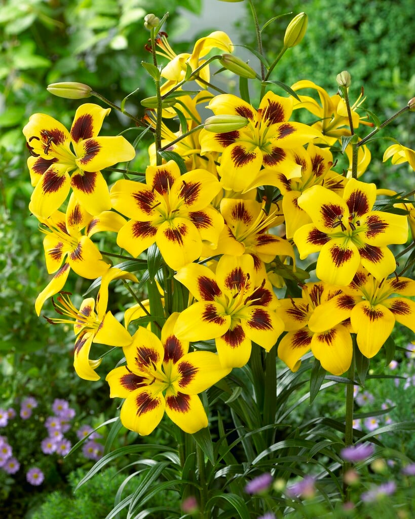 lily 'Pieton'