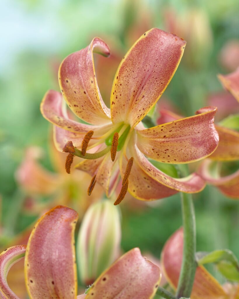lily 'Slate's Morning'