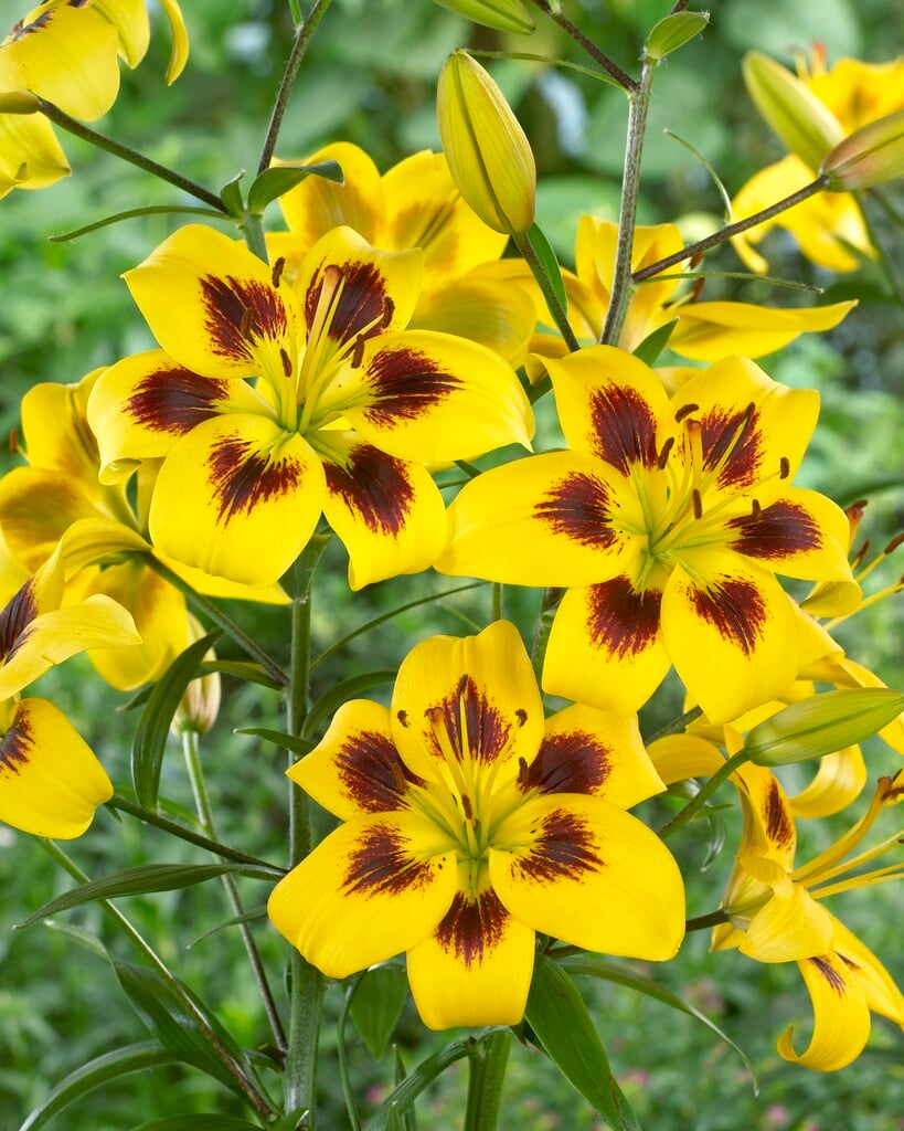 lily 'Pieton'