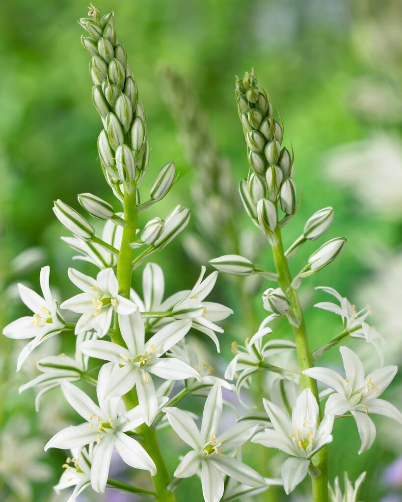 Narbonne star of Bethlehem