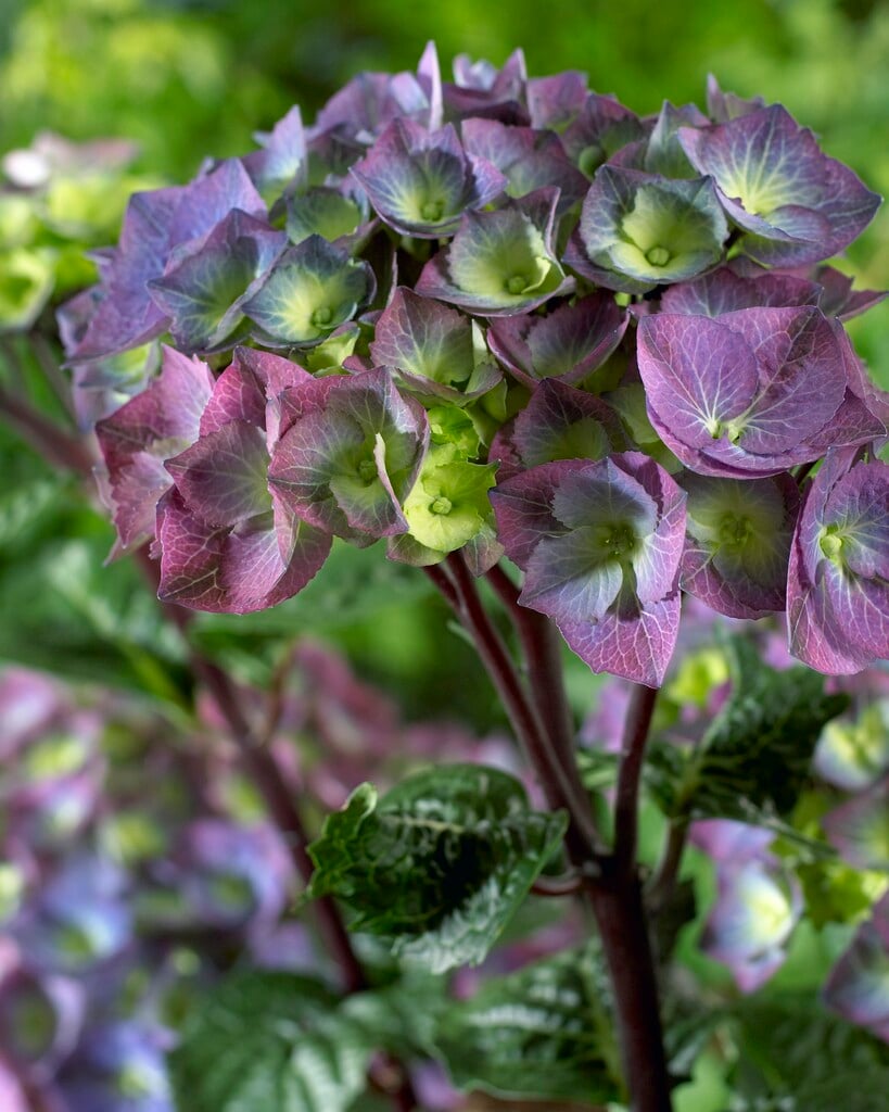 hydrangea 'Black Steel Zaza'