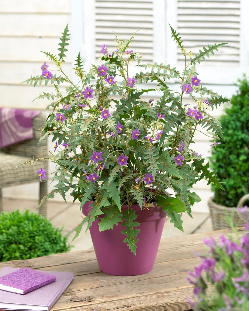 ソラナム ピラカントスSolanum pyracanthos 希少植物 棘ナス