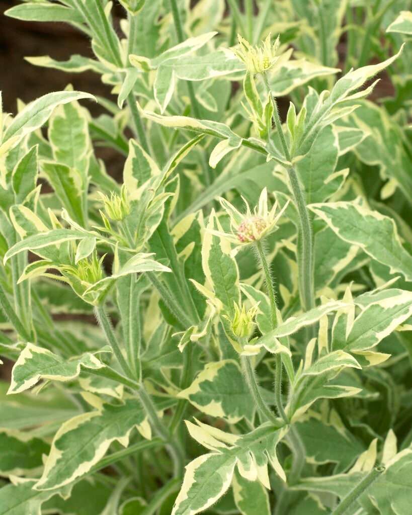 <em>Knautia</em> <em>macedonica</em> 'Thunder and Lightning' (v)