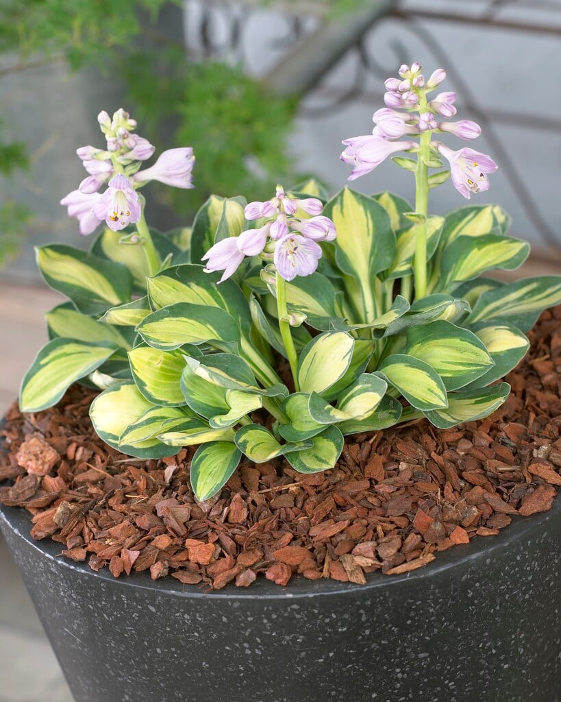 plantain lily 'Holy Mouse Ears'