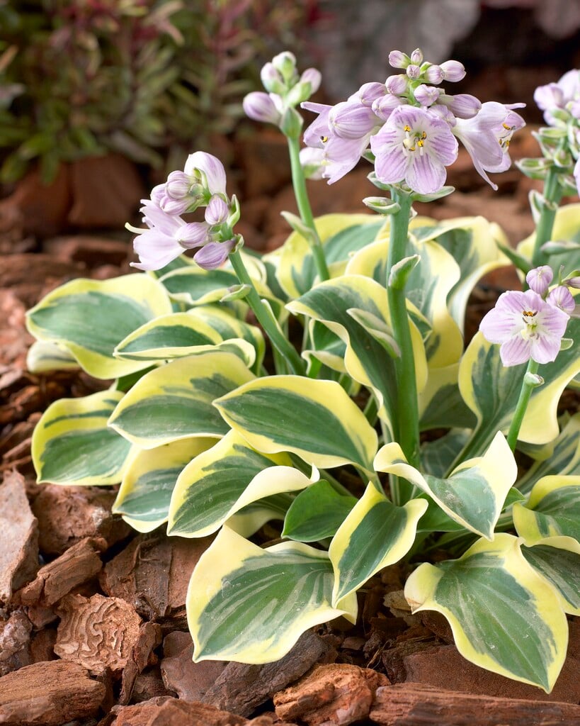 plantain lily 'Lucky Mouse'