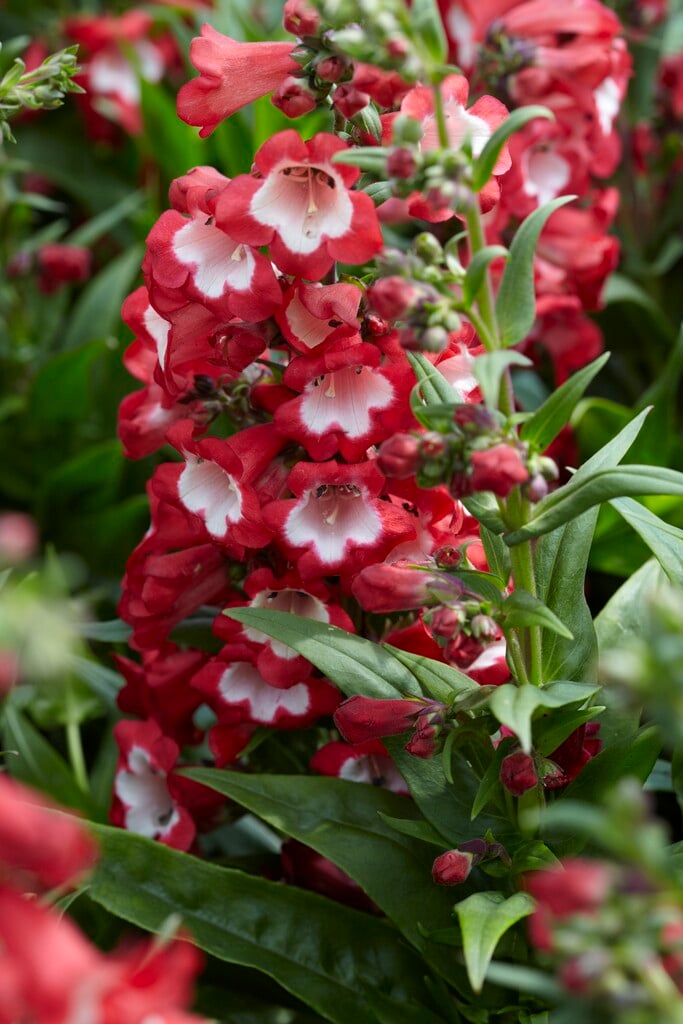 penstemon [Polaris Red]